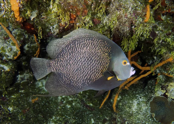 French Angelfish Pomacanthus Paru Cozumel Mexico — Zdjęcie stockowe