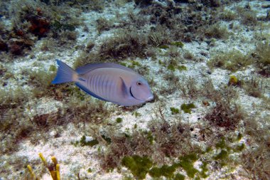 A Doctorfish Tang (Acanthurus chirurgus) in Cozumel, Mexico