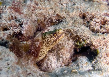 A Honeycomb Moray (Gymnothorax saxicola) in Cozumel, Mexico