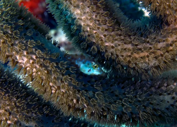 Slender Filefish Monacanthus Tuckeri Hiding Coral Cozumel Mexico — Fotografia de Stock