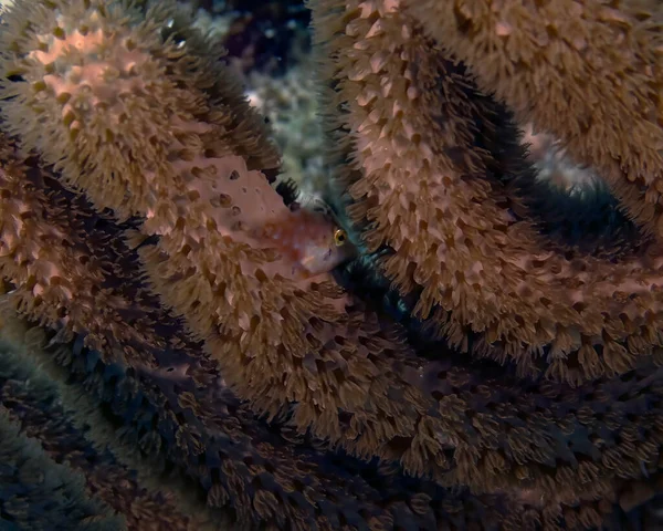 Slender Filefish Monacanthus Tuckeri Hiding Coral Cozumel Mexico — Zdjęcie stockowe