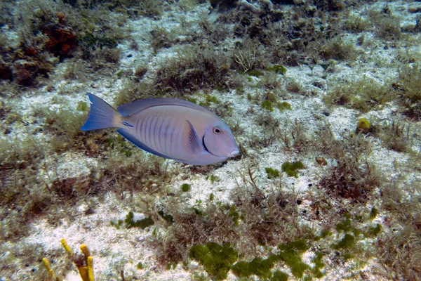 Doctorfish Tang Acanthurus Chirurgus Cozumel Mexico — 스톡 사진