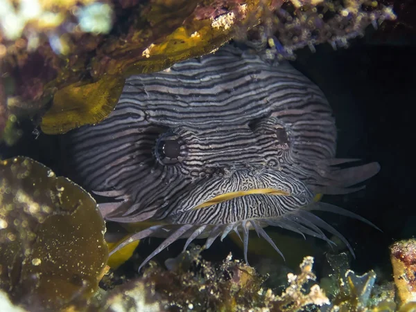 Splendid Toadfish Sanopus Splendidus Only Found Island Cozumel Mexico — 图库照片