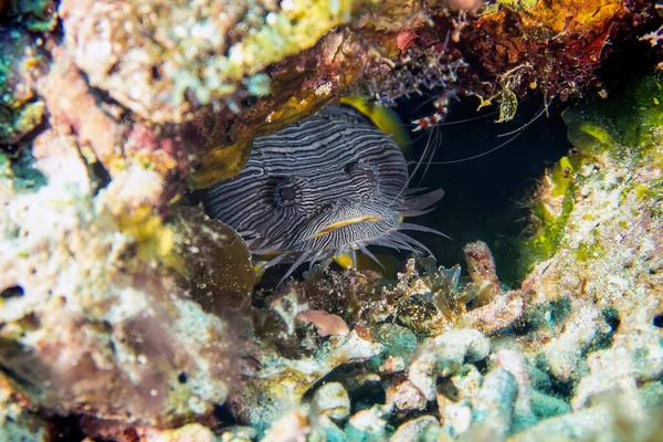 Splendid Toadfish Sanopus Splendidus Only Found Island Cozumel Mexico — Zdjęcie stockowe