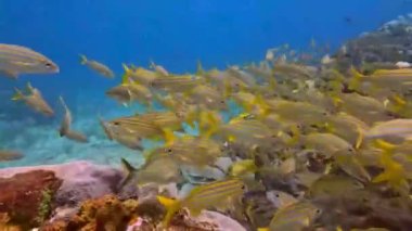 4k video of a school of grunts in the Caribbean Sea, Mexico