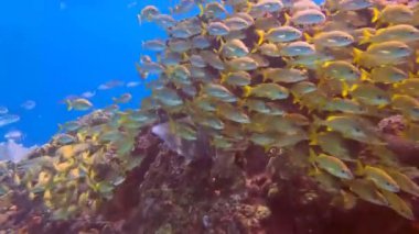 4k video of a school of grunts in the Caribbean Sea, Mexico