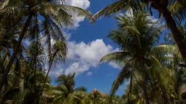 4k timelapse of clouds moving behind palm trees in Quintana Roo, Mexico