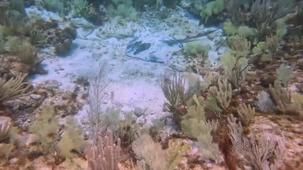 Footage Southern Stingray Dasyatis Americanus Cozumel Mexico — Video Stock