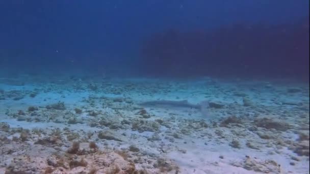 Βίντεο Ενός Μεγάλου Barracuda Sphyraena Barracuda Στην Καραϊβική Θάλασσα Μεξικό — Αρχείο Βίντεο