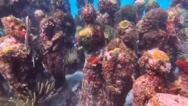 Video Footage Musa Museum Underwater Art Isla Mujeres Cancun Mexico — Vídeo de Stock