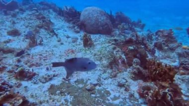 4k video of an Ocean Triggerfish (Canthidermis sufflamen) in Cozumel, Mexico
