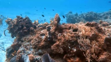 4k video of the coral reefs of Cozumel, Mexico