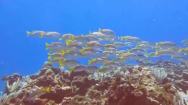4k video of a school of grunts in the Caribbean Sea, Mexico