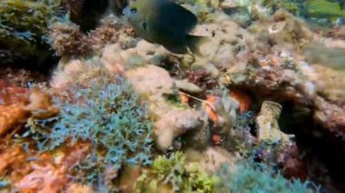 4k video of a Threespot Damselfish (Stegastes planifrons) in Cozumel, Mexico