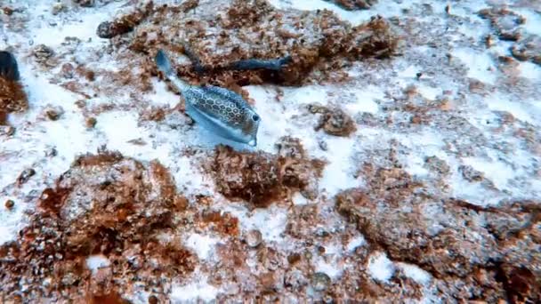 Video Honeycomb Cowfish Acanthostracion Polygonius Cozumel Mexico — Stock Video