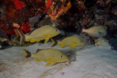 Blue Striped Grunts (Haemulon sciurus) in Cozumel, Mexico