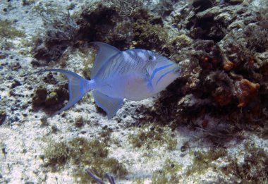A Queen Triggerfish (Balistes vetula) in Cozumel, Mexico