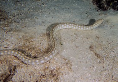 A Sharptail Eel (Myrichthys breviceps) at night in Cozumel, Mexico