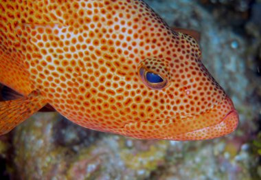 A large Red Hind (Epinephelus guttatus) in Cozumel, Mexico