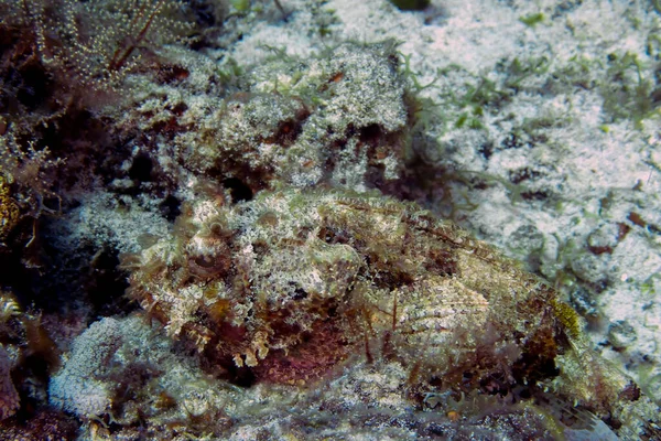 Spotted Scorpionfish Scorpaena Plumieri Cozumel Meksiko — Stok Foto