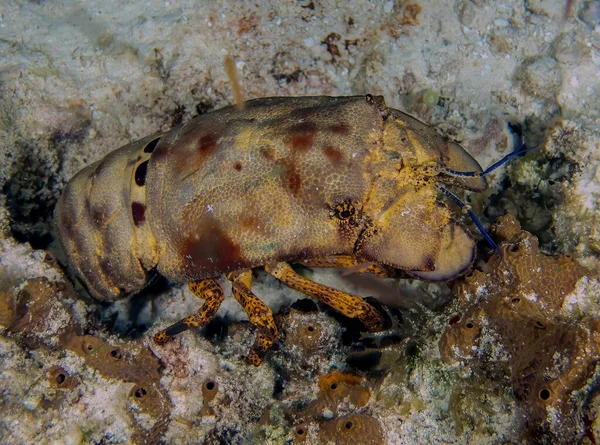 Sculptured Slipper Lobster Parribacus Antarcticus Cozumel Mexico — Stok fotoğraf