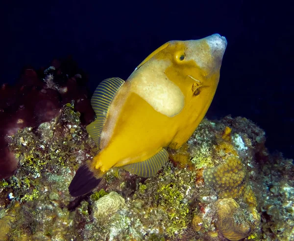 White Spotted Filefish Cantherhines Macrocerus Cozumel Mexico — Zdjęcie stockowe