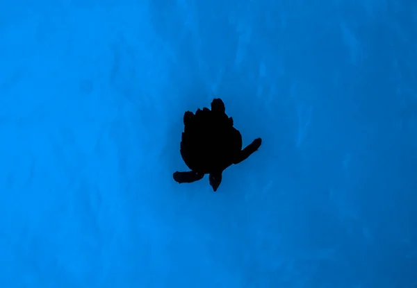 Looking up at a silhouette of a sea turtle in Caribbean Sea, Mexico