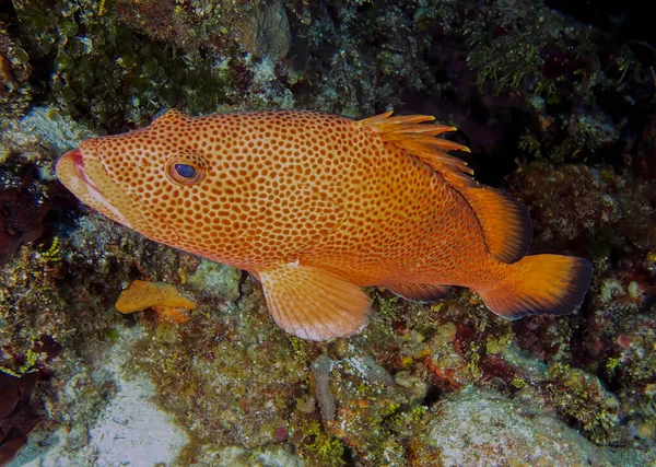 Large Red Hind Epinephelus Guttatus Cozumel Mexico — Stok fotoğraf