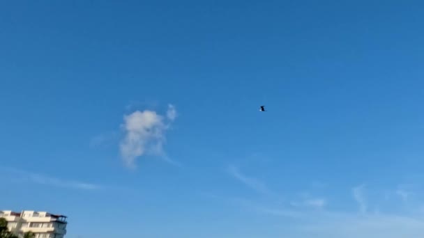 Video Magnificent Frigatebird Fregata Magnificens Flying Beach Isla Mujeres Mexico — Stok video