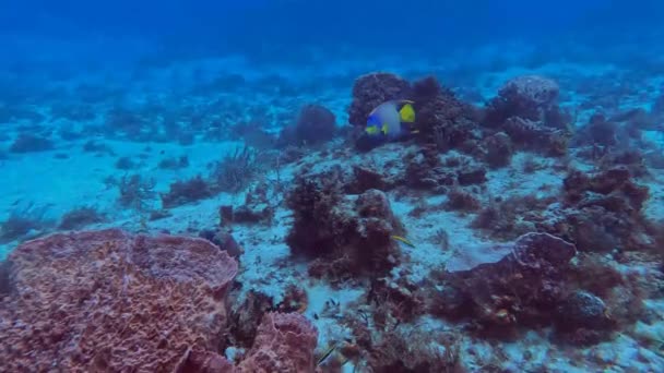 Video Queen Angelfish Holacanthus Ciliaris Cozumel Mexico — Video