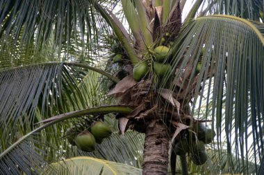 Meksika'da bir palmiye ağacında Hindistan cevizi