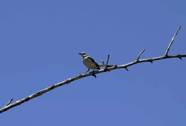Tropical Mockingbird Mimus Gilvus Quintana Roo Mexico — 图库照片