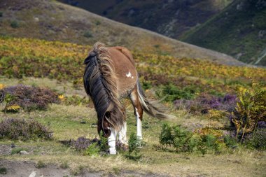 A wild pony on the Long Mynd near Church Stretton, Shropshire, UK