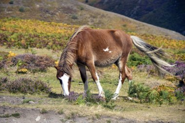 A wild pony on the Long Mynd near Church Stretton, Shropshire, UK
