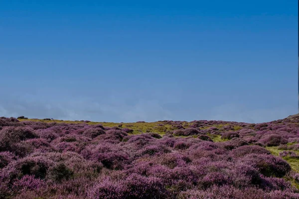Purple Heather Hills Long Mynd Shropshire —  Fotos de Stock