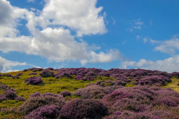 Purple Heather Hills Long Mynd Shropshire — Photo