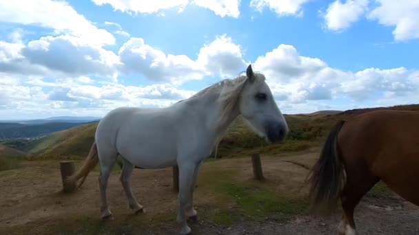 Video Wild Pony Long Mynd Church Stretton Shropshire — Stockvideo