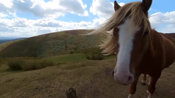 Video Wild Pony Long Mynd Church Stretton Shropshire — ストック動画