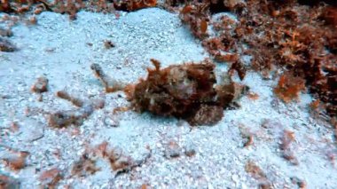 A scorpionfish slowly moving across the sea bed in Cozumel, Mexico