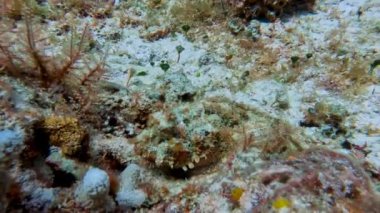 4k video of a Plumed Scorpionfish (Scorpaena grandicornis) in Cozumel, Mexico