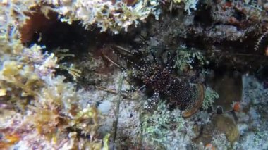 4k video of a Caribbean Spiny Lobster (Panulirus argus) in Cozumel, Mexico