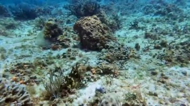4k video of the coral reefs on the island of Cozumel in Mexico