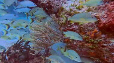 4k video of a school of Blue Striped Grunts (Haemulon sciurus) in Cozumel, Mexico