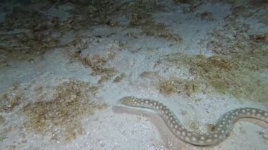 4k video of a Sharptail Eel (Myrichthys breviceps) at night in Cozumel, Mexico
