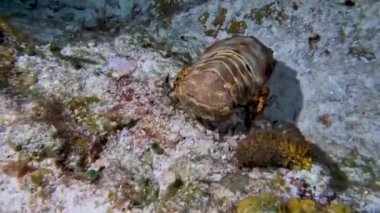 4k video of a Sculptured Slipper Lobster (Parribacus antarcticus) in Cozumel, Mexico