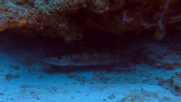 Video Great Barracuda Sphyraena Barracuda Cozumel Mexico — Vídeo de stock