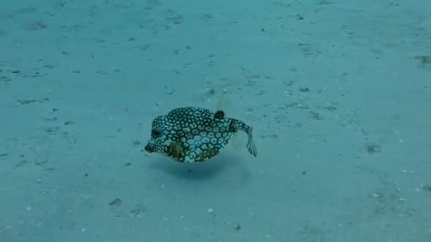 Video Smooth Trunkfish Lactophrys Triqueter Cozumel Mexico — Stock videók