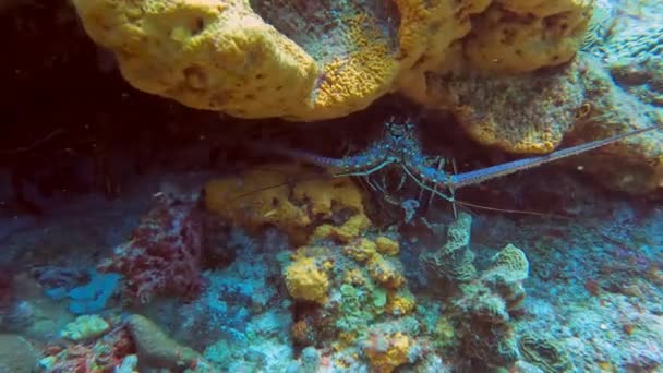 Video Caribbean Spiny Lobster Panulirus Argus Cozumel Mexico — Vídeos de Stock