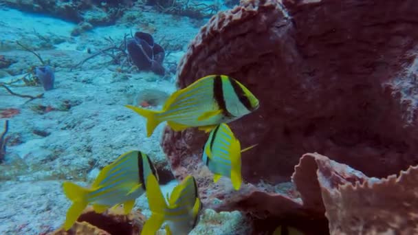 Video Porkfish Anisotremus Virginicus Cozumel Mexico — Vídeos de Stock