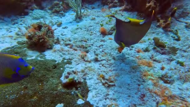 Video Queen Angelfish Holacanthus Ciliaris Cozumel Mexico — Vídeos de Stock